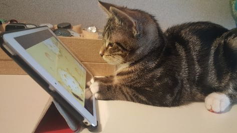 Gatos ganham um jogo só para eles no iPad